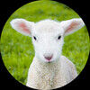 lammbfatale